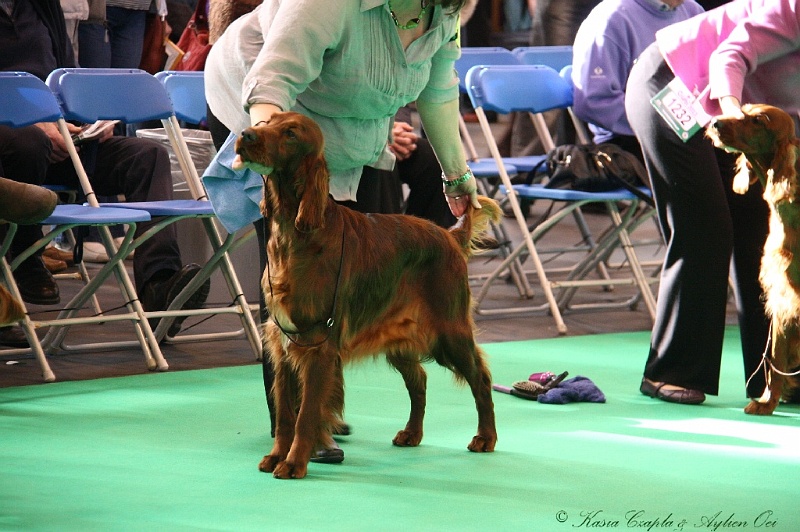 Crufts2011 057.jpg